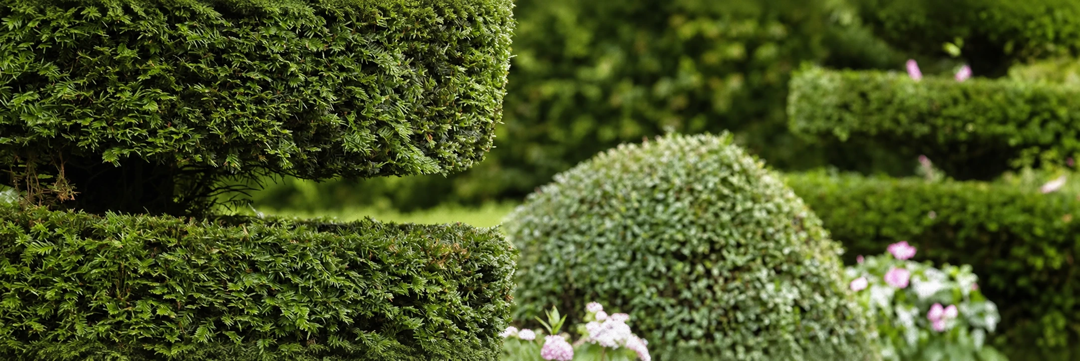 Sculpted green hedges and carefully shaped planting in a mature garden